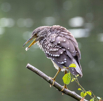 Bihoreau gris Nycticorax nycticorax - Black-crowned Night Heron (juvénile)