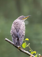 Bihoreau gris Nycticorax nycticorax - Black-crowned Night Heron (juvénile)