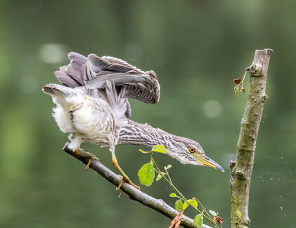 Bihoreau gris Nycticorax nycticorax - Black-crowned Night Heron (juvénile)