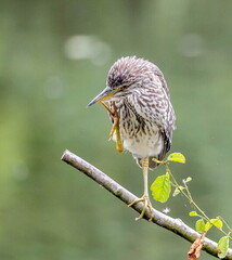 Bihoreau gris Nycticorax nycticorax - Black-crowned Night Heron (juvénile)