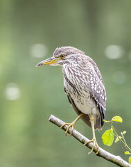 Bihoreau gris Nycticorax nycticorax - Black-crowned Night Heron (juvénile)
