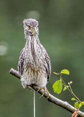 Bihoreau gris Nycticorax nycticorax - Black-crowned Night Heron (juvénile)