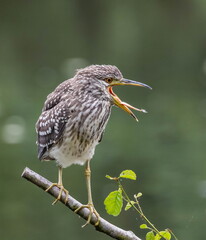 Bihoreau gris Nycticorax nycticorax - Black-crowned Night Heron (juvénile)