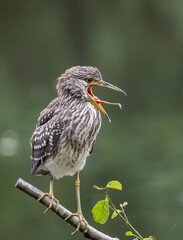 Bihoreau gris Nycticorax nycticorax - Black-crowned Night Heron (juvénile)