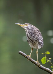 Bihoreau gris Nycticorax nycticorax - Black-crowned Night Heron (juvénile)