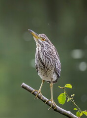 Bihoreau gris Nycticorax nycticorax - Black-crowned Night Heron (juvénile)