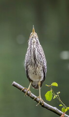 Bihoreau gris Nycticorax nycticorax - Black-crowned Night Heron (juvénile)