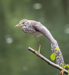 Bihoreau gris Nycticorax nycticorax - Black-crowned Night Heron (juvénile)