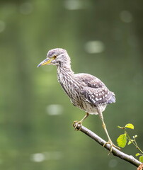 Bihoreau gris Nycticorax nycticorax - Black-crowned Night Heron (juvénile)