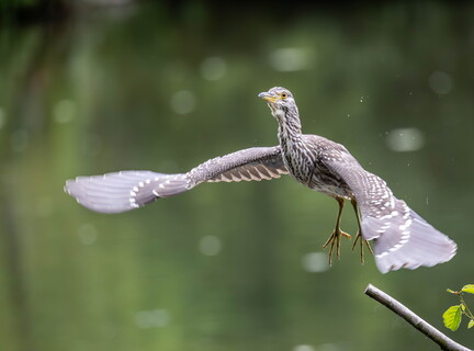 Bihoreau gris Nycticorax nycticorax - Black-crowned Night Heron (juvénile)