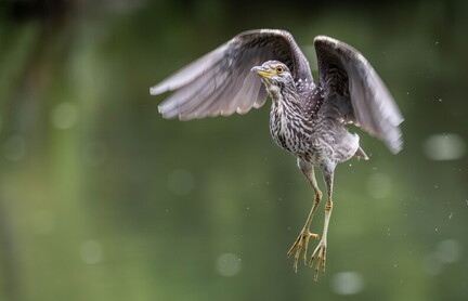 Bihoreau gris Nycticorax nycticorax - Black-crowned Night Heron (juvénile)