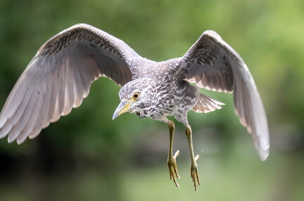 Bihoreau gris Nycticorax nycticorax - Black-crowned Night Heron (juvénile)