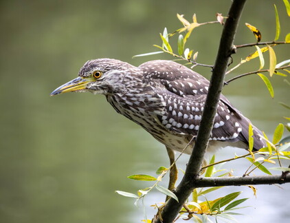 Bihoreau gris Nycticorax nycticorax - Black-crowned Night Heron (juvénile)