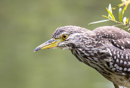 Bihoreau gris Nycticorax nycticorax - Black-crowned Night Heron (juvénile)