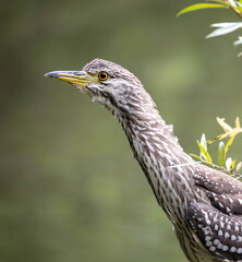 Bihoreau gris Nycticorax nycticorax - Black-crowned Night Heron (juvénile)