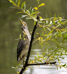 Bihoreau gris Nycticorax nycticorax - Black-crowned Night Heron (juvénile)