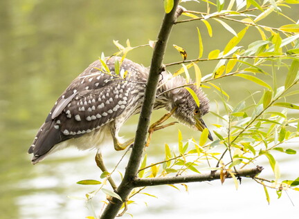 Bihoreau gris Nycticorax nycticorax - Black-crowned Night Heron (juvénile)