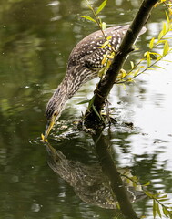 Bihoreau gris Nycticorax nycticorax - Black-crowned Night Heron (juvénile)
