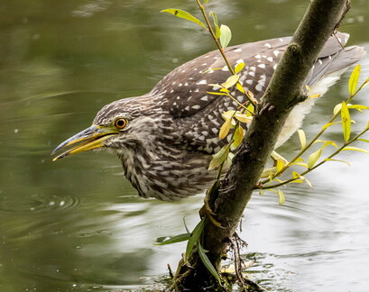 Bihoreau gris Nycticorax nycticorax - Black-crowned Night Heron (juvénile)