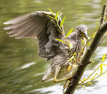 Bihoreau gris Nycticorax nycticorax - Black-crowned Night Heron (juvénile)