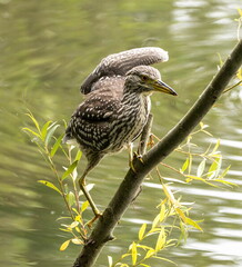 Bihoreau gris Nycticorax nycticorax - Black-crowned Night Heron (juvénile)