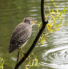 Bihoreau gris Nycticorax nycticorax - Black-crowned Night Heron (juvénile)