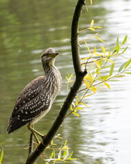 Bihoreau gris Nycticorax nycticorax - Black-crowned Night Heron (juvénile)