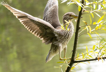 Bihoreau gris Nycticorax nycticorax - Black-crowned Night Heron (juvénile)