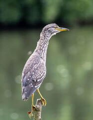 Bihoreau gris Nycticorax nycticorax - Black-crowned Night Heron (juvénile)