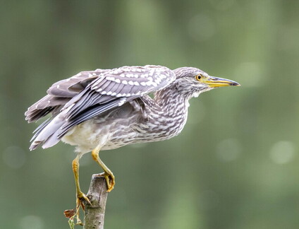 Bihoreau gris Nycticorax nycticorax - Black-crowned Night Heron (juvénile)