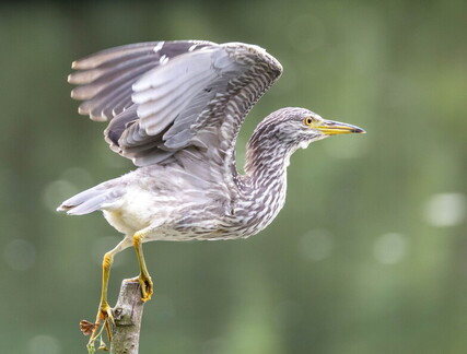 Bihoreau gris Nycticorax nycticorax - Black-crowned Night Heron (juvénile)
