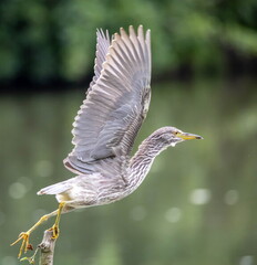 Bihoreau gris Nycticorax nycticorax - Black-crowned Night Heron (juvénile)