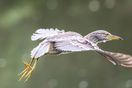 Bihoreau gris Nycticorax nycticorax - Black-crowned Night Heron (juvénile)