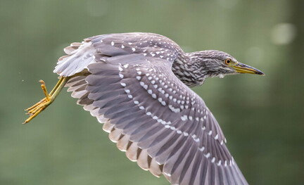 Bihoreau gris Nycticorax nycticorax - Black-crowned Night Heron (juvénile)