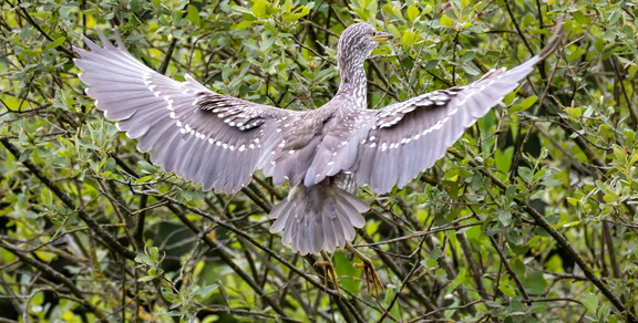 Bihoreau gris Nycticorax nycticorax - Black-crowned Night Heron (juvénile)