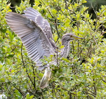 Bihoreau gris Nycticorax nycticorax - Black-crowned Night Heron (juvénile)