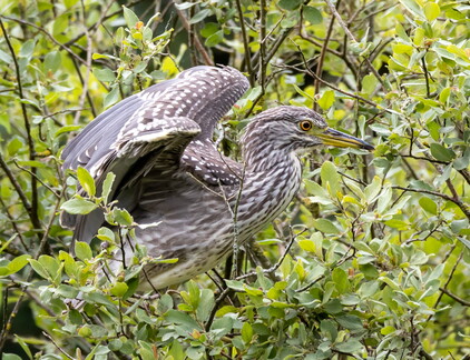 Bihoreau gris Nycticorax nycticorax - Black-crowned Night Heron (juvénile)