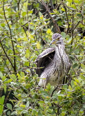 Bihoreau gris Nycticorax nycticorax - Black-crowned Night Heron (juvénile)