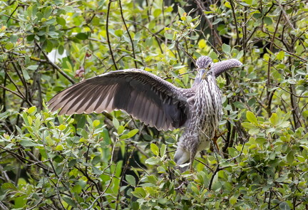 Bihoreau gris Nycticorax nycticorax - Black-crowned Night Heron (juvénile)
