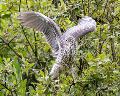 Bihoreau gris Nycticorax nycticorax - Black-crowned Night Heron (juvénile)