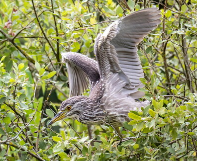 Bihoreau gris Nycticorax nycticorax - Black-crowned Night Heron (juvénile)