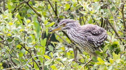 Bihoreau gris Nycticorax nycticorax - Black-crowned Night Heron (juvénile)