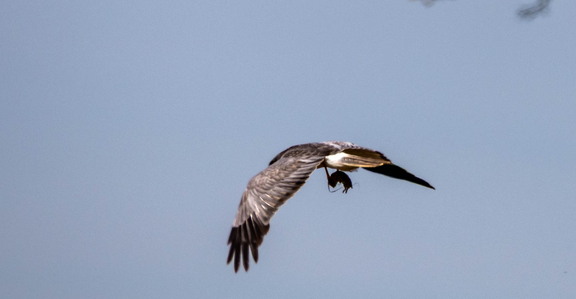  Busard Saint-Martin Circus cyaneus Hen Harrier