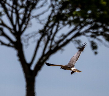 Busard Saint-Martin Circus cyaneus Hen Harrier