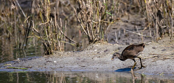 Gallinule poule-d'eau Gallinula chloropus Common Moorhen