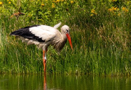  Cigogne blanche Ciconia ciconia White Stork