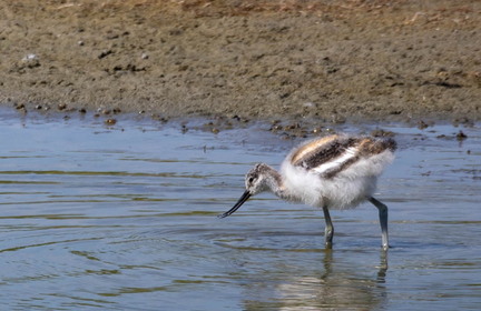  Avocette élégante Recurvirostra avosetta Pied Avocet (pré-ado)