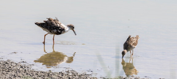  Combattant varié Calidris pugnax Ruff (mâle et femelle)