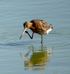 Barge à queue noire Limosa limosa Black-tailed Godwit
