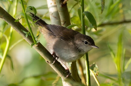 Bouscarle de Cetti Cettia cetti - Cetti's Warbler